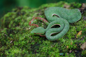 Pope's Green Pitviper snake