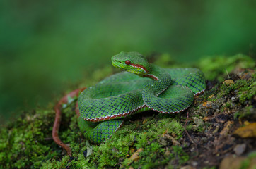 Pope's Green Pitviper snake
