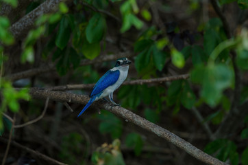 Collared kingfisher perching on tree