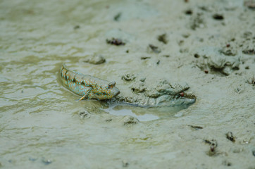 Blue spotted mudskipper fish on open mudflat