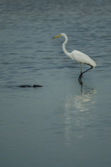Great Egret standing in a shallow creek