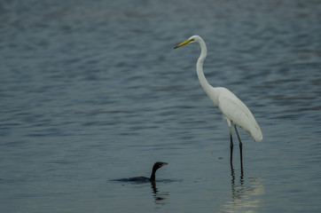 Great Egret standing in a shallow creek and Little cormorant