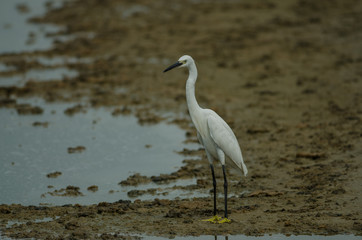 Little egret (Egretta garzetta)