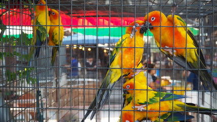 Yellow and orange parrot in a cage at public park. Jandaya Parakeet.