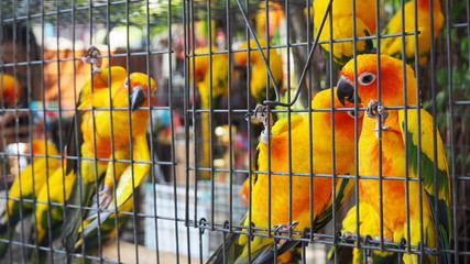 Yellow and orange parrot in a cage at public park. Jandaya Parakeet.