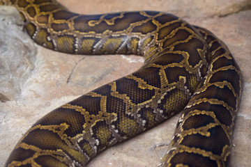 ニシキヘビの胴のうろこが美しい。接写した。