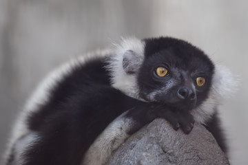 エリマキキツネザル