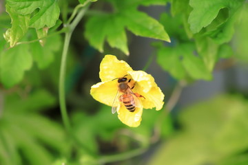 bee