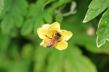 Fototapeta premium bee