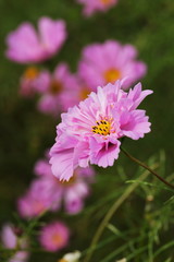 Fototapeta premium cosmos