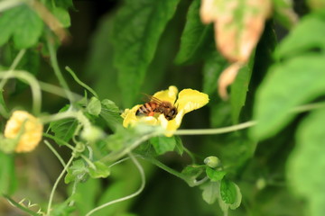 bee