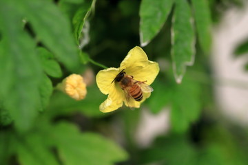 bee
