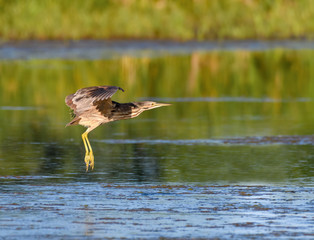 American Bittern Landing
