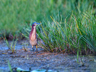 Green Heron Portrait in the Reeds