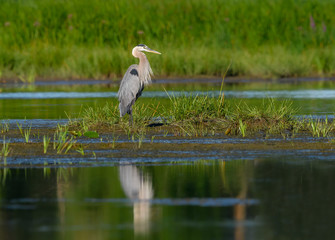 Great Blue Heron  with Reflection Standing on Island