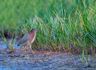 Green Heron Portrait in the Reeds