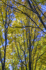 autumn forest, illuminated by sunlight, yellow and green leaves, on tree branches