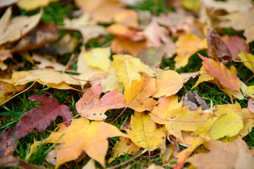 Pile of yellow and red autumn leaves on green grass lawn. Season changing.
