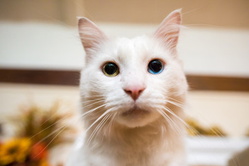 Extreme close up of the one blue eye and one yellow-green, of a white mix domestic cat, indoors.