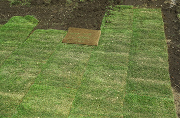 installing the green turf on the lawn