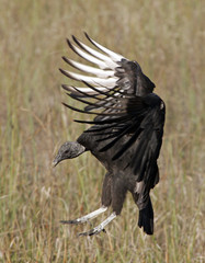 Vulture