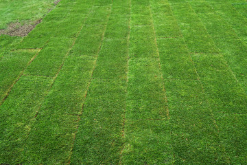 texture of green lawn with new turf installed