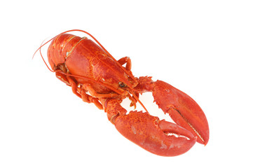 single cooked red lobster isolated on white background