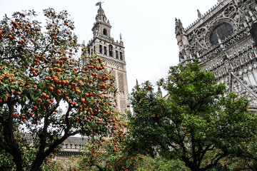 Catholicism and Oranges - Seville, Spain