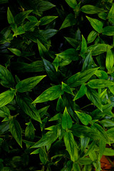 Green leaves background. Green leaves color tone dark  in the morning. Tropical Plant , environment, photo concept nature and plant.
