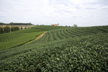 Fototapeta na wymiar Tea farm on the mountain.