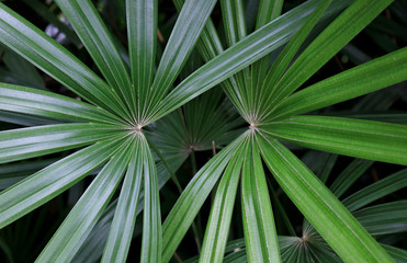 Fototapeta premium green trees in garden 