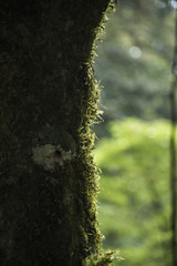 The moss on the tree