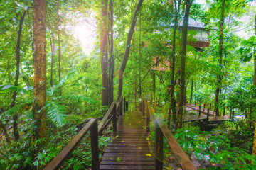 Old wood bridge and Sunshine  in to rain forest. Thailand  rain forest is very fresh all day. The trees are very green and air very cheerful.The bridge for walk in to rain forest. 