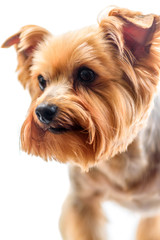yorkshire terrier isolated on white background