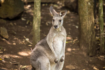 Naklejka na ściany i meble Kangaroo in Queensland Australia