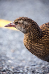 New Zealand Weka bird closeup