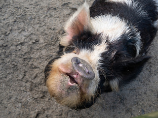 Kunkune pig looking up