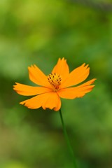 Cosmos sulphureus
