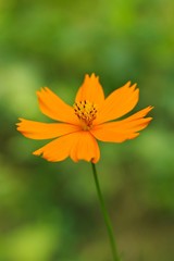 Cosmos sulphureus
