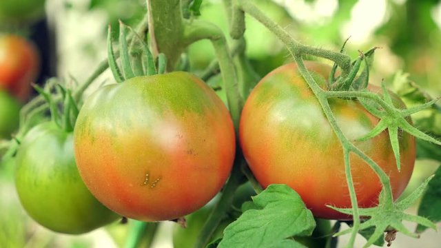 Ripe red tomatoes growing in hothouse, closeup