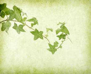 green ivy on old grunge antique paper texture