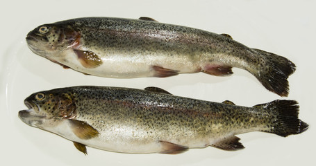 Rainbow trout