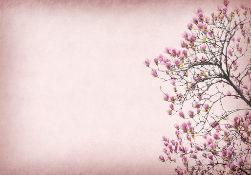 Fototapeta Pink magnolia flowers on old paper background