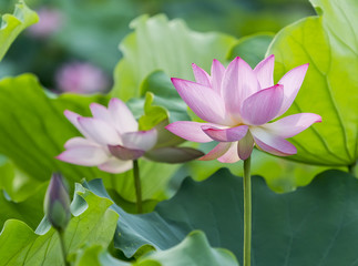Lotus flower and Lotus flower plants