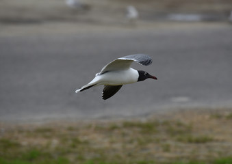 Fototapeta na wymiar A laughing gull flying.