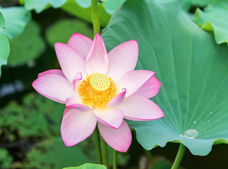 Lotus flower and Lotus flower plants