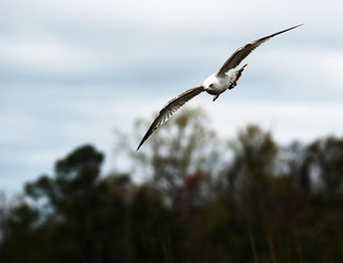A seagull flying.