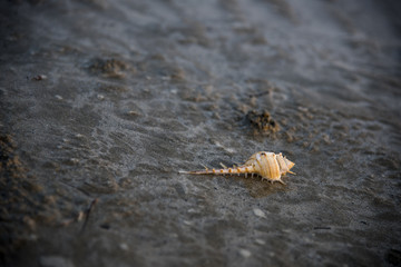 Shell on the sand The sea