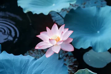 Crédence de cuisine en verre imprimé fleur de lotus fleur de lotus en fleurs