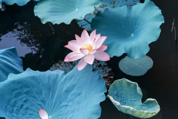 Crédence de cuisine en verre imprimé Fleurs Fleur de lotus et plantes à fleurs de lotus